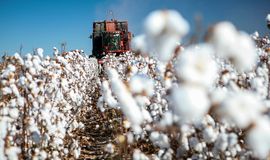 ICE cotton dips further on strong dollar, weak crude oil