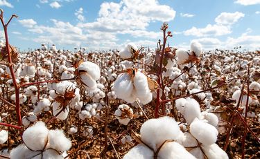Cotton shipments surge as Brazil heads for historic...