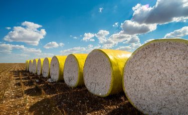 Global cotton balance sheet shows mixed trend: WASDE