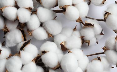 NY/ICE cotton steadies as China, India prices climb...