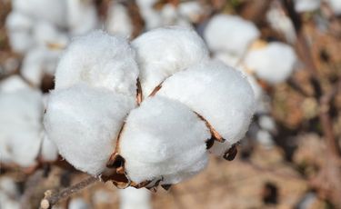 Brazil to retain global cotton lead despite output dip ...