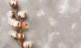 ICE cotton recovers on buying at lower level, weaker US dollar