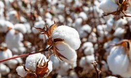 Brazil cotton prices range-bound in early Feb as exports decline