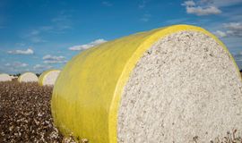 US Upland cotton export down, shipments also slow down