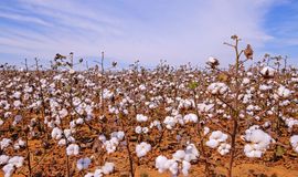 Brazilian cotton exports hit a record, but trade slows