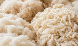 Australian wool market shows resilience amid currency headwinds 