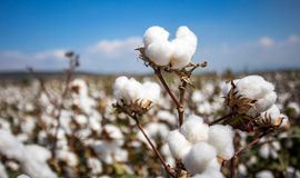 USDA’s Great American Cotton Plan to revitalise cotton farm economy