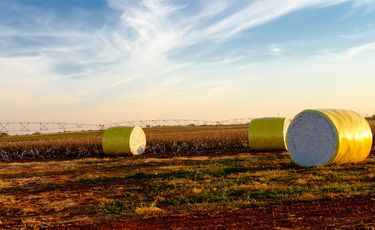US Upland cotton sales rise 21%; Pima rebounds...