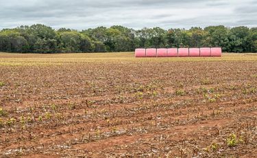 India withdraws cotton bales QCO after multiple extensions
