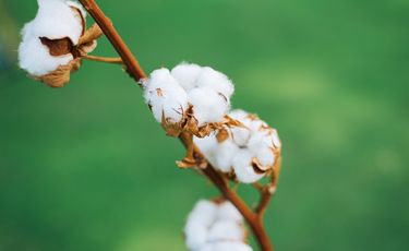 ICE cotton futures remain weak despite signs of stabilisation