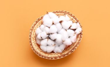 Strong export demand boosts US cotton sales and shipments