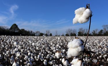 Cottons power play turns US natural fibre push into politics
