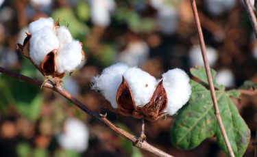 Bt cotton farming in Philippines in 2027 to revive industry: Academic