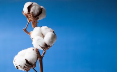  ICE cotton rises on weaker dollar, optimism from easing crude oil