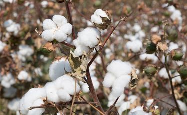 Sustainable cotton shock: India leads sell-off on duty waiver