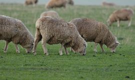  Australian wool market eases in 2026-27 season opening