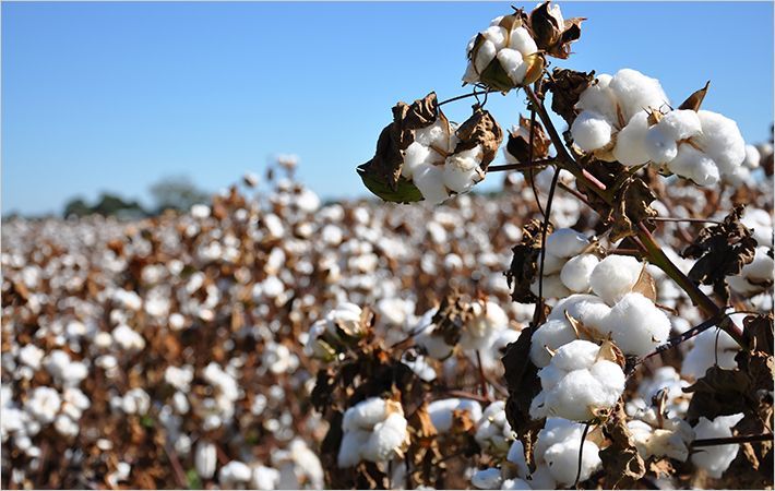 Disease wipes out cotton crop in 4 Maharashtra villages