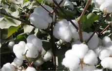 Bangladesh aims to grow 10% of cotton usage by 2025