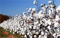 BCI gets €2M to increase sustainable cotton production