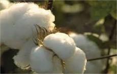 China’s cotton output down 4.6% in 2016