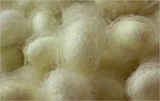 Philippines aims to revive Mindanao silk industry