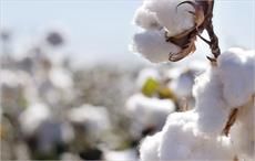 Brazil cotton prices record new highs in January