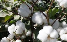 Cotton futures market showed volatility last month