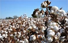 Cotton target price kept unchanged in Xinjiang