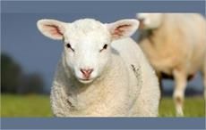 SCS approved as certifier for Responsible Wool Standard