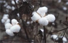 Cotton prices remain unchanged on Karachi Exchange