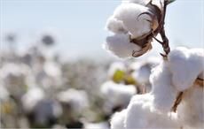 CAI retains cotton estimate of 341 lakh bales for 2016-17