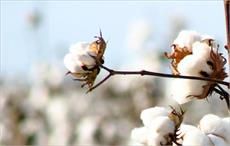 Sindh province to propagate Better Cotton Standard System