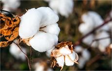 Indian Institute develops shortest maturity cotton variety