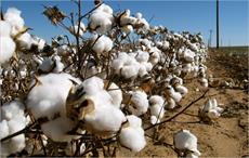 Bayer’s new hybrid cotton seeds with higher GP