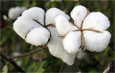 Cotton 2040 initiative promotes sustainable cotton