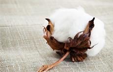 Shankar-6 cotton's value rises in international market