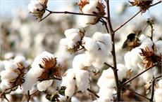 Improved genome of upland cotton announced