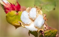 World cotton production to grow 1% in 2017-18: ICAC