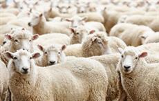 Mixed market signals continue at Australian wool auctions