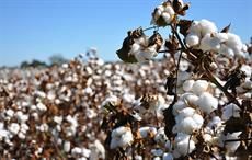 Epigenetic modification for better cotton coming up