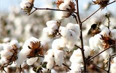New cotton-processing plant in Afghanistan’s Herat