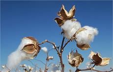 Zimbabwe cotton yield up 150% to 70,000 tonnes