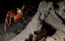 Graphene Flagship scientists make spider’s silk tough