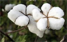 Malawi increases minimum cotton price by 17%