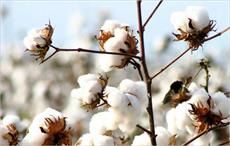 Brazilian cotton prices rise in first fortnight of April