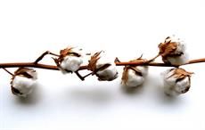 Egypt working with industry to restore cotton reputation