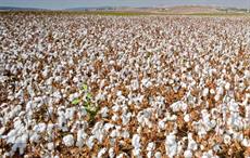 Bangladesh imported 46% of cotton requirement from India