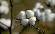 MCX signs MoU with Indian Cotton Federation