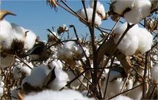 Tajikistan harvests 60,000 tons of cotton by September 18