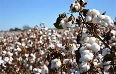 Azerbaijan may grow more coloured cotton if tests succeed
